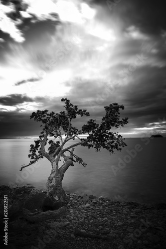 le noir et blanc d   un arbre en bords de mer
