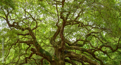 Angel Oak Tree - Full view of the Angel Oak Tree  on Johns Island near Charleston  South Carolina.