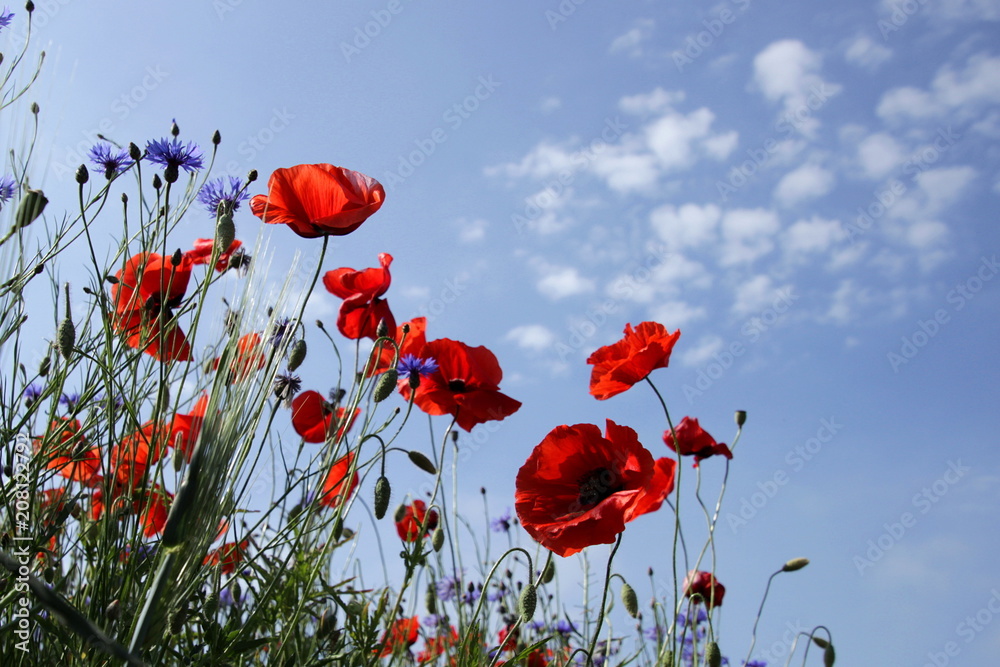 Obraz premium Mohnblumen vor blauem Himmel