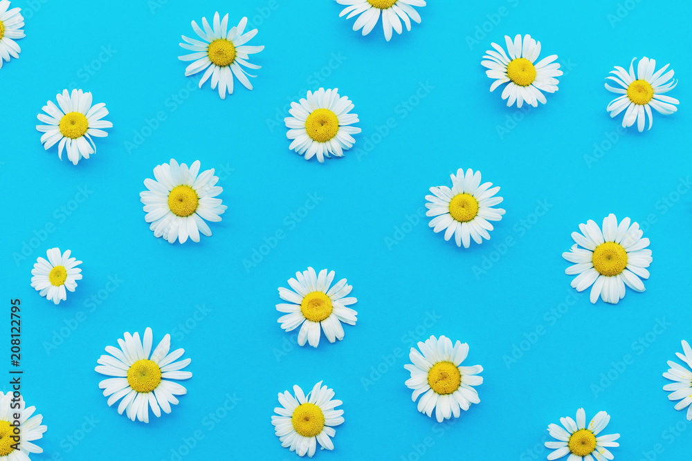 Top view of chamomile bud laid out on a blue background. Objects on a simple background. Wallpaper, greeting card to the celebration