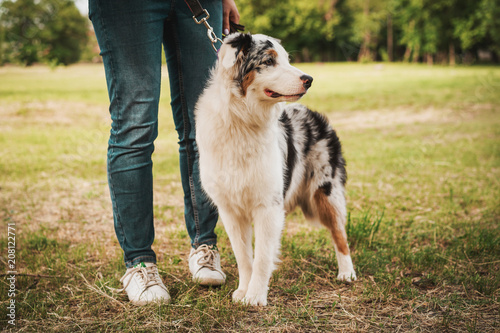 cute young Australian Shepherd Blue Merle stands with her master in the park in the summer