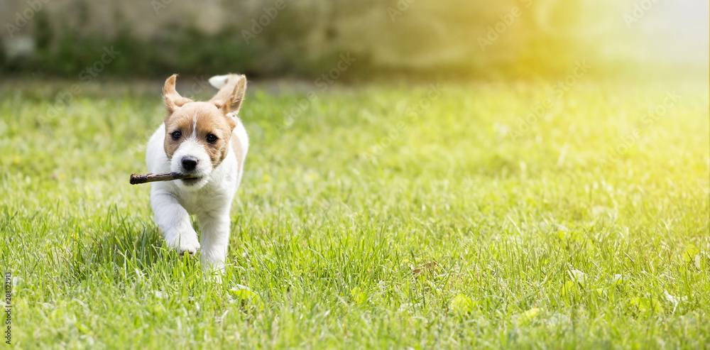 Banner of a happy cute pet dog puppy as running with a stick Banner of a happy cute pet dog puppy as running with a stick