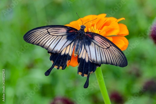 Beautiful closeup of a black and white Kite Swallowtail Butterfly sitting on an orange flower with green background