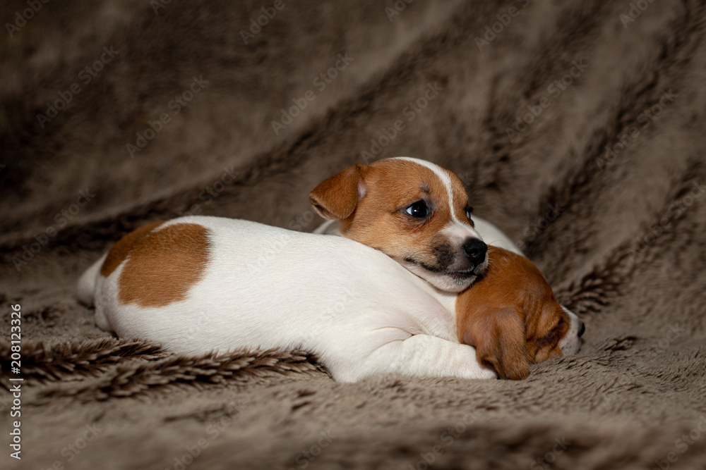 Two Jack Russell puppy sleeping on brown blankets. Two Jack Russell puppy sleeping on brown blankets.