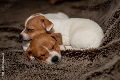 Two Jack Russell puppy sleeping on brown blankets.