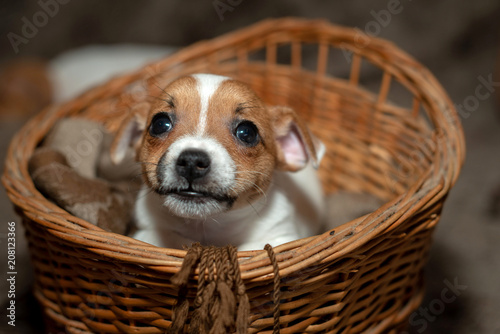 Jack Russell puppy climb out of a wicker basket.
