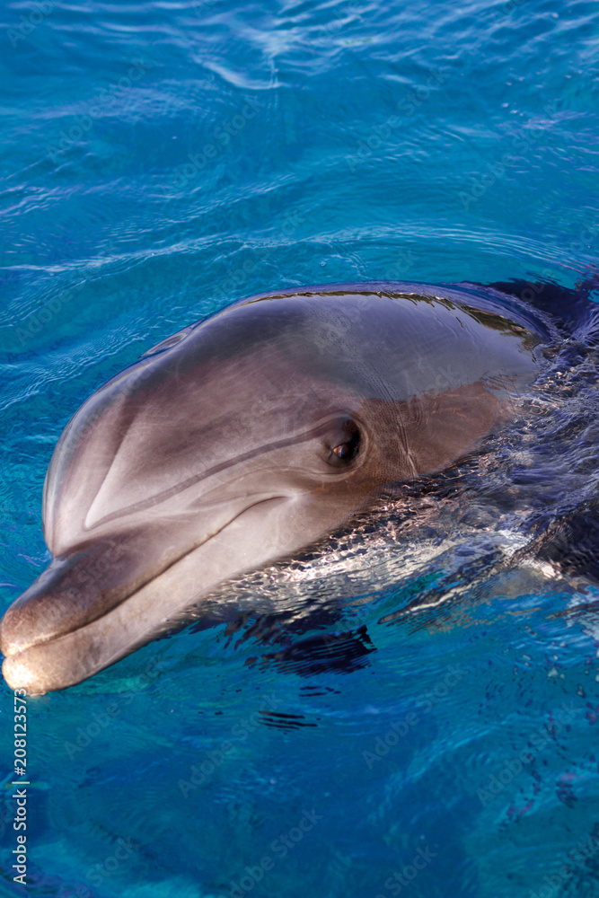 Obraz premium The yong Bottlenose dolphin is swimming in red sea