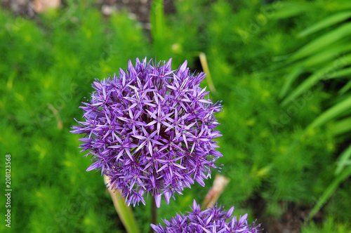 spherical flower head of a persian onion