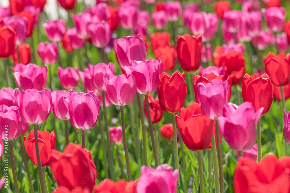 Spring Tulip Field - A back-lit view of bright red and pink tulip flowers blooming in Spring sun.
