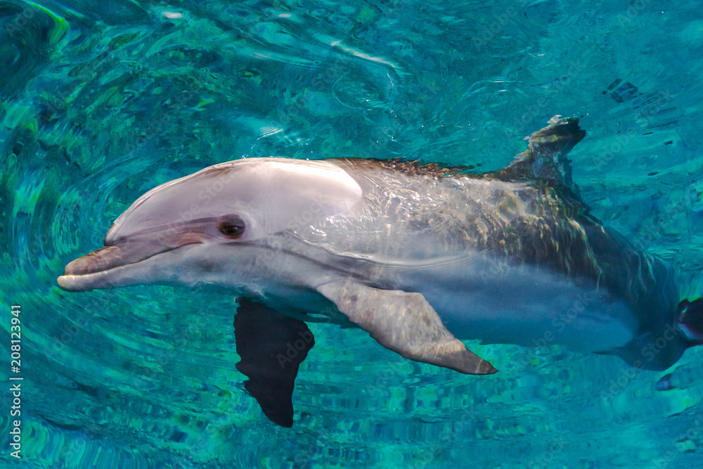 Fototapeta premium The yong Bottlenose dolphin is swimming in red sea