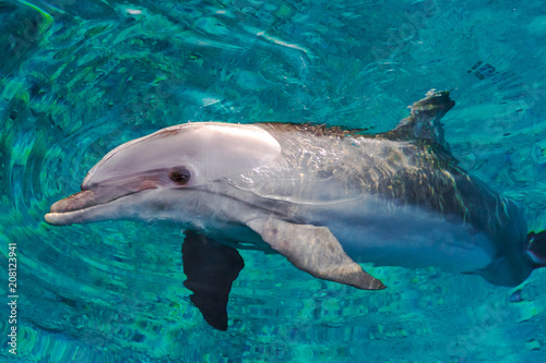 The yong Bottlenose dolphin is swimming in red sea