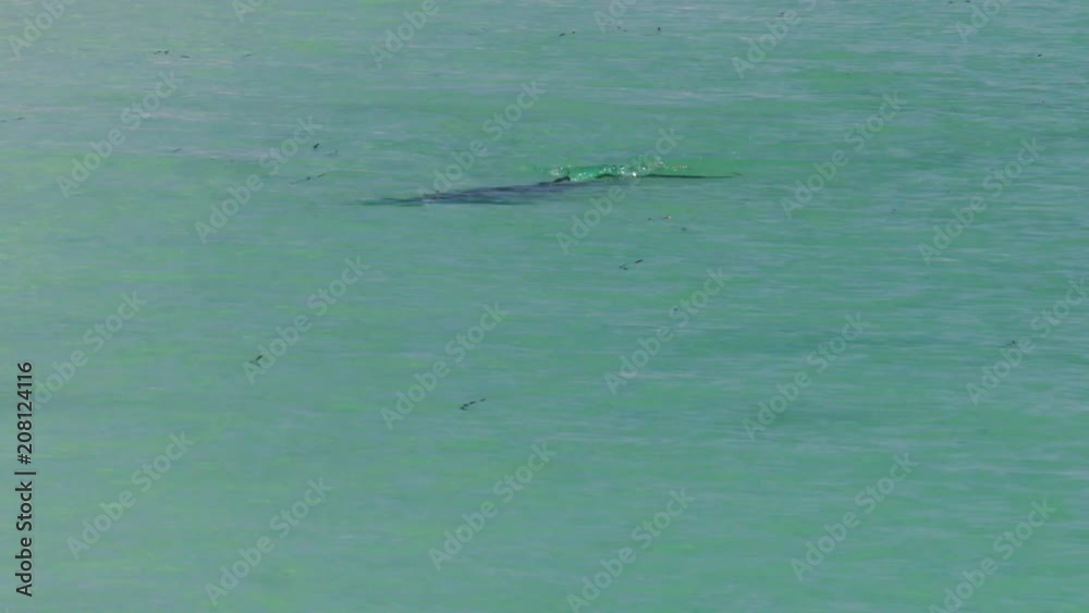 A medium shot of dolphins swimming under the water. Camera tracks the movement of the dolphin A medium shot of dolphins swimming under the water. Camera tracks the movement of the dolphin