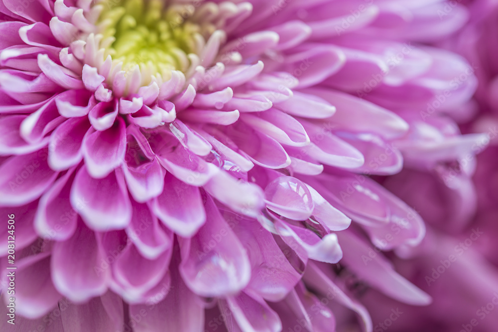 Pink chrysanths flower with water drop close up