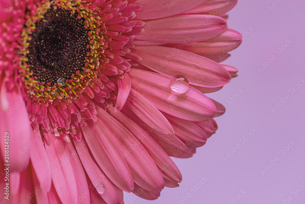 Obraz premium Pink gerbera flower with waterdrop close up