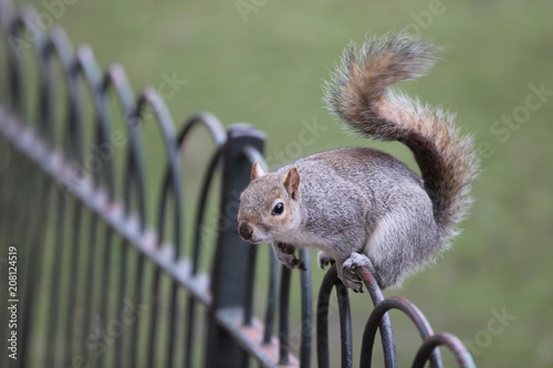 a beautiful squirrel resting on fence, Green Park, London, England, U.K