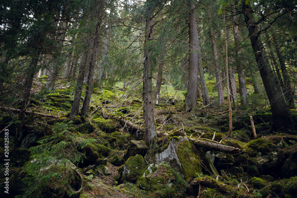 Beautiful magic green fairy forest with high trees and moss. Spring in Carpathian mountains, Ukraine Beautiful magic green fairy forest with high trees and moss. Spring in Carpathian mountains, Ukraine