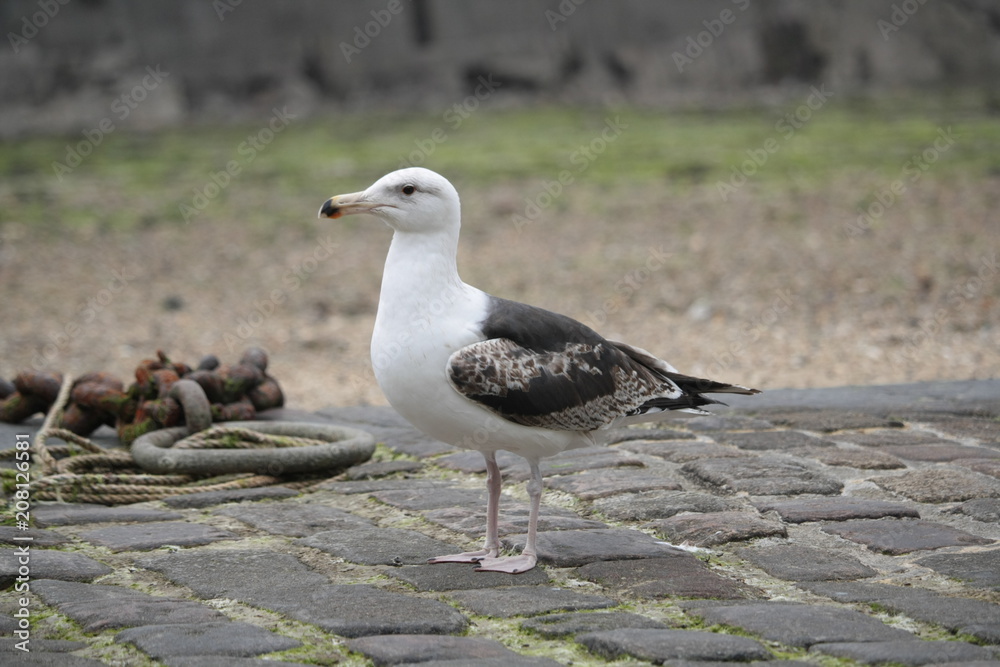 Obraz premium Goéland