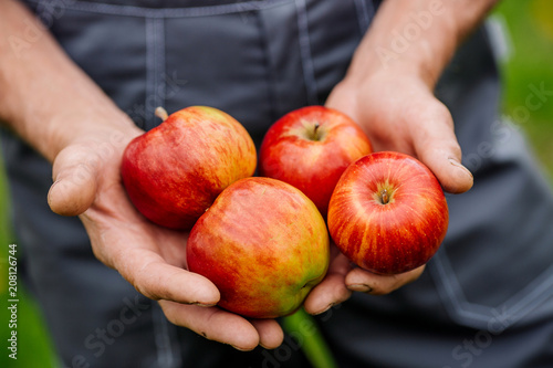 Mans  hands with freshly harvested apples. Agriculture and gardening concept.