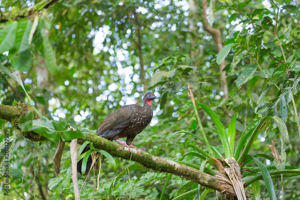 custom made wallpaper toronto digitalwild Chacalaca in the jungle 