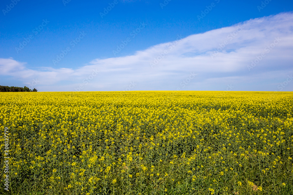 A field filled with rape flowers with a blue sky in the background