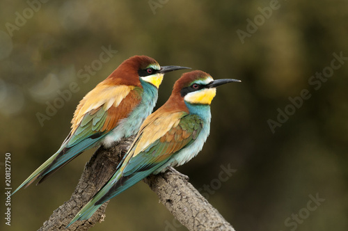 European bee-eater (Merops apiaster), couple perched on a branch