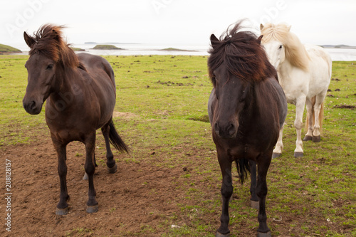 Fototapeta Naklejka Na Ścianę i Meble -  Iceland ponies defy the wind