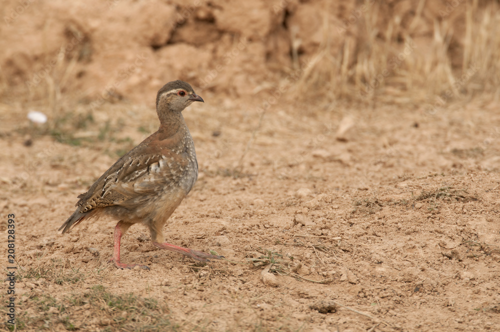 The red-legged, Alectoris rufa, Chicken The red-legged, Alectoris rufa, Chicken