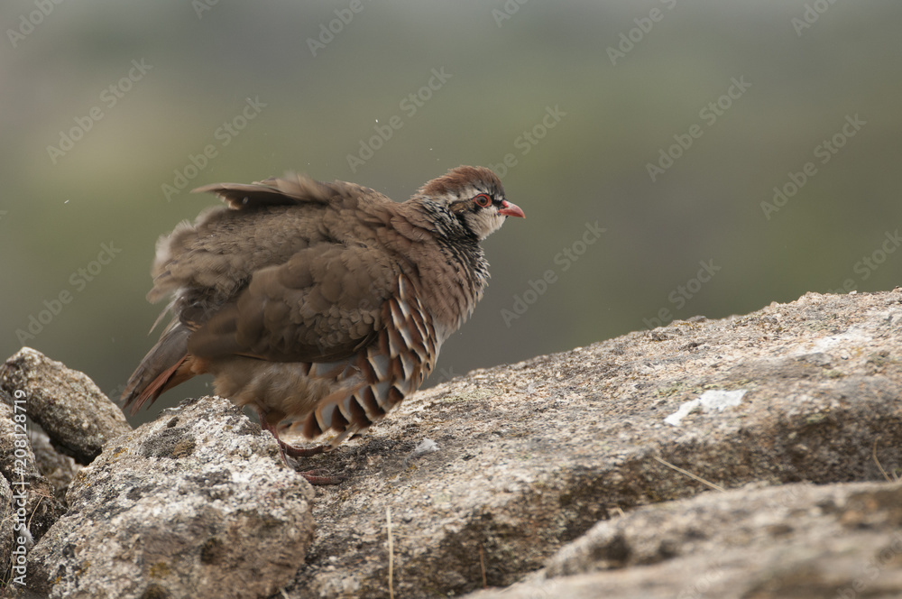 Fototapeta premium The red-legged, Alectoris rufa, resting