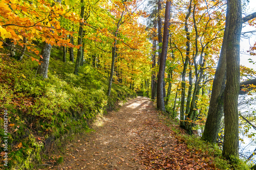 Autumn forest scenery with path and trees Autumn forest scenery with path and trees