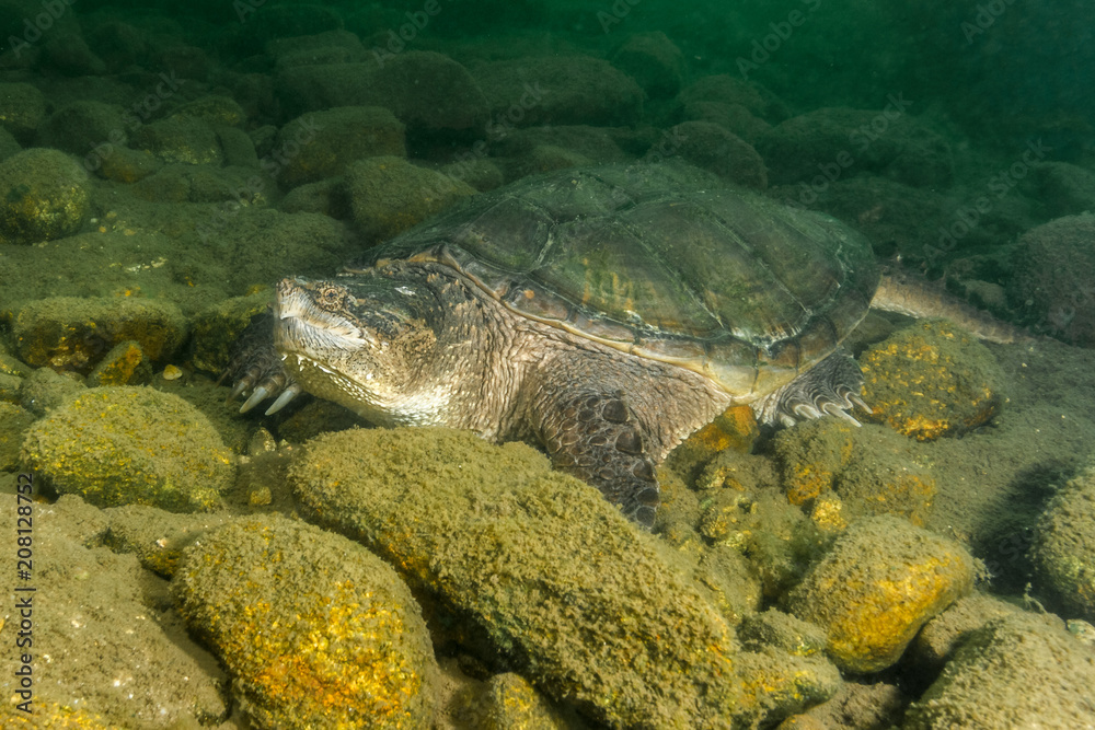 Obraz premium Snapping Turtle Laying Flat