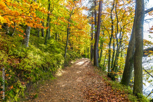 Autumn forest scenery with path and trees