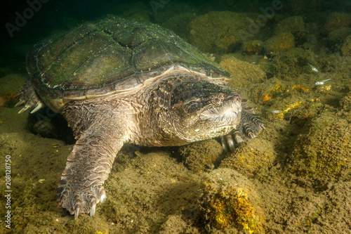 Snapping Turtle Close-Up