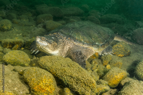 Snapping Turtle Laying Flat