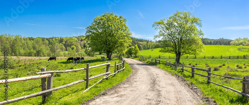 Countryside landscape, farm field and grass with grazing cows on pasture in rural scenery with country road, panoramic view © alicja neumiler