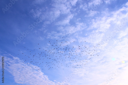 A flock of birds flying high in the sky. Background.