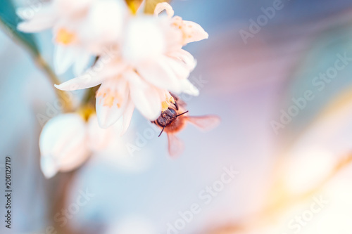Bee pollinates mandarin flowers