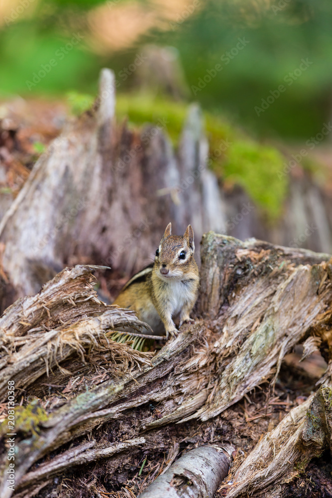 Chipmunk forageing for food in a boreal forest Quebec, Canada. Chipmunk forageing for food in a boreal forest Quebec, Canada.