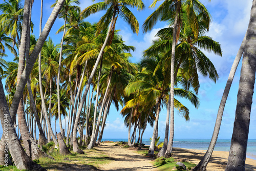 Fototapeta Naklejka Na Ścianę i Meble -  Playa bonita  beach on the Samana peninsula in Dominican Republic near the Las Terrenas town