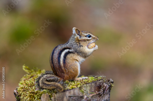 Chipmunk forageing for food in a boreal forest Quebec  Canada.