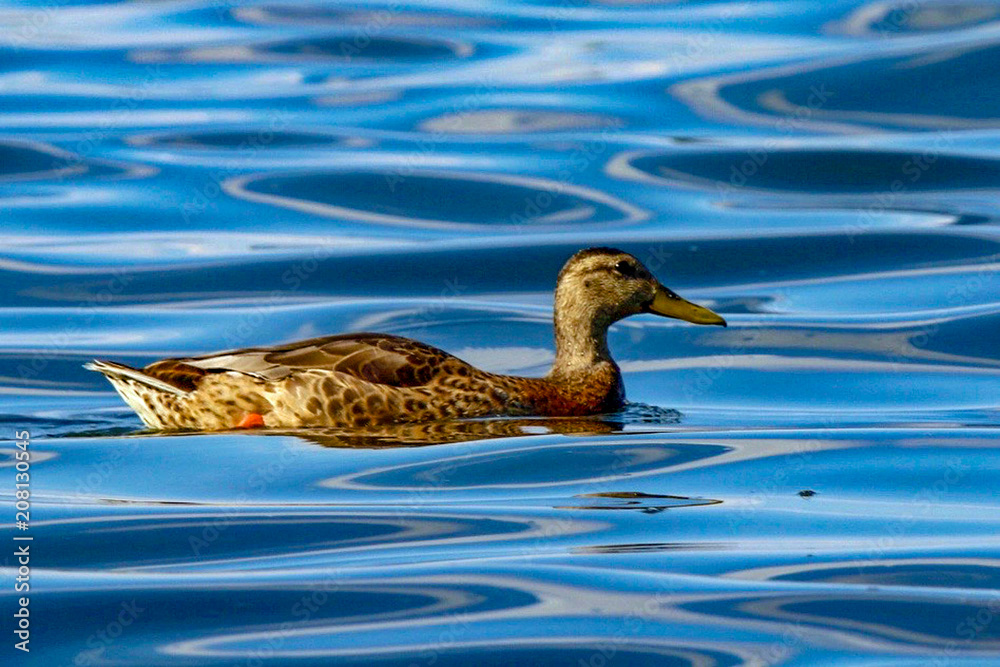 Mallard Duck Swimming in Waves