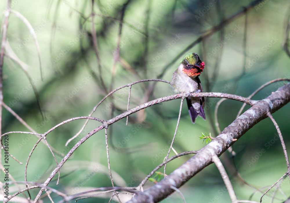 Ruby throated hummingbird shot in a bpreal forest Quebec, Canada. Ruby throated hummingbird shot in a bpreal forest Quebec, Canada.