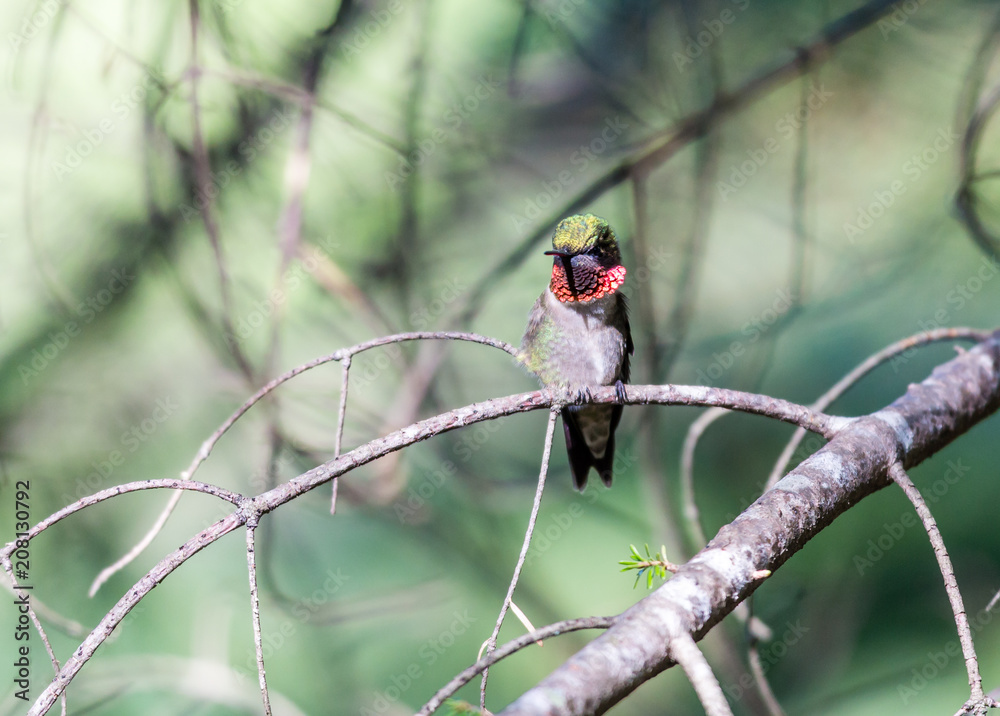 Ruby throated hummingbird shot in a bpreal forest Quebec, Canada. Ruby throated hummingbird shot in a bpreal forest Quebec, Canada.