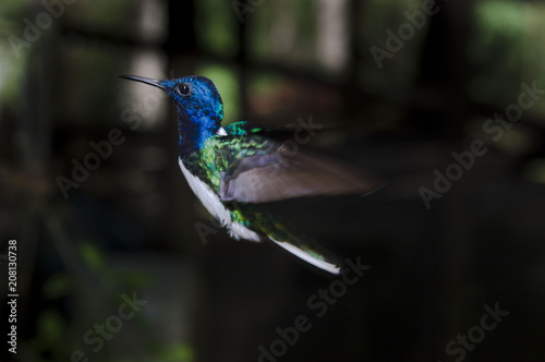 Hummingbird