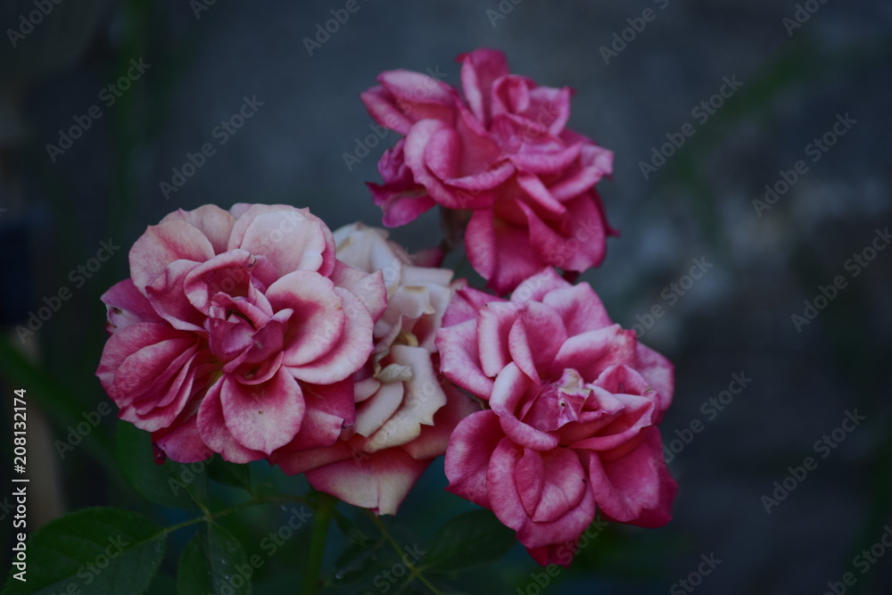 Fototapeta premium Flower