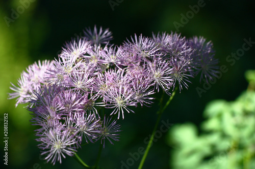 Thalictrum inflorescence./Thalictrum inflorescence early in the morning on a dark and green background.