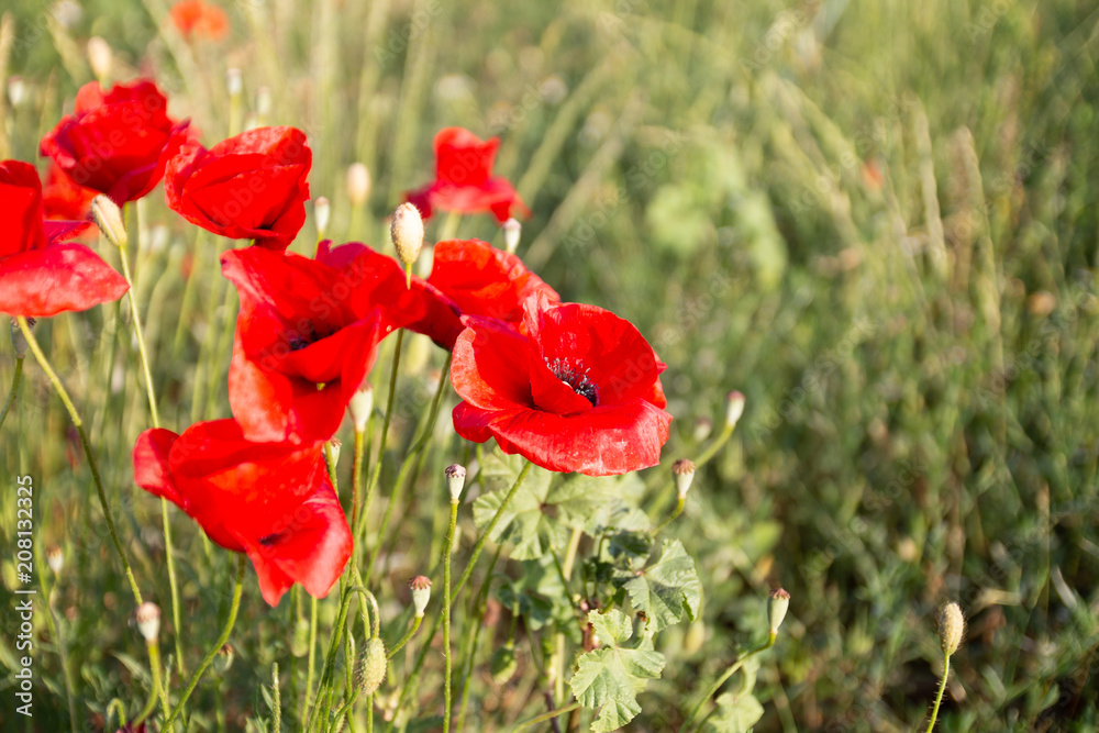 Naklejka premium Coquelicot