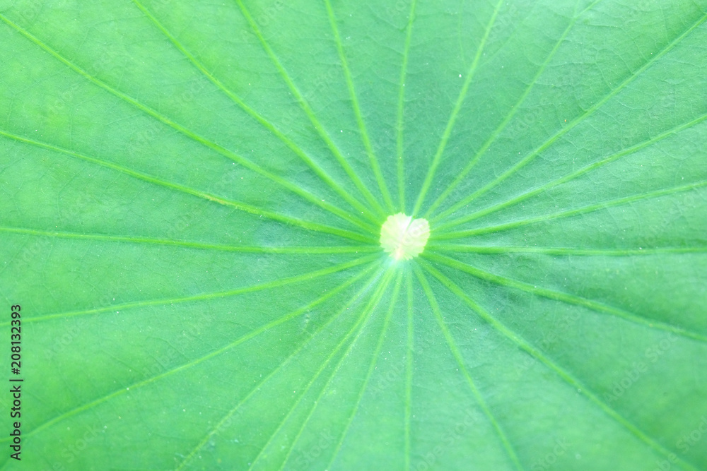 lotus leaf texture background lotus leaf texture background