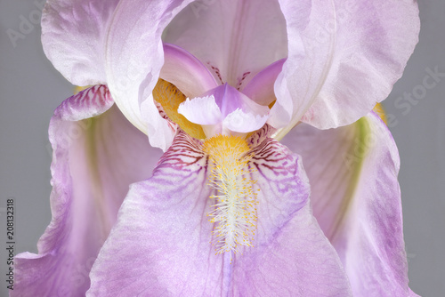 Fototapeta Naklejka Na Ścianę i Meble -  Pink Colored Iris Flower. Large Depth of Field (DOF).
