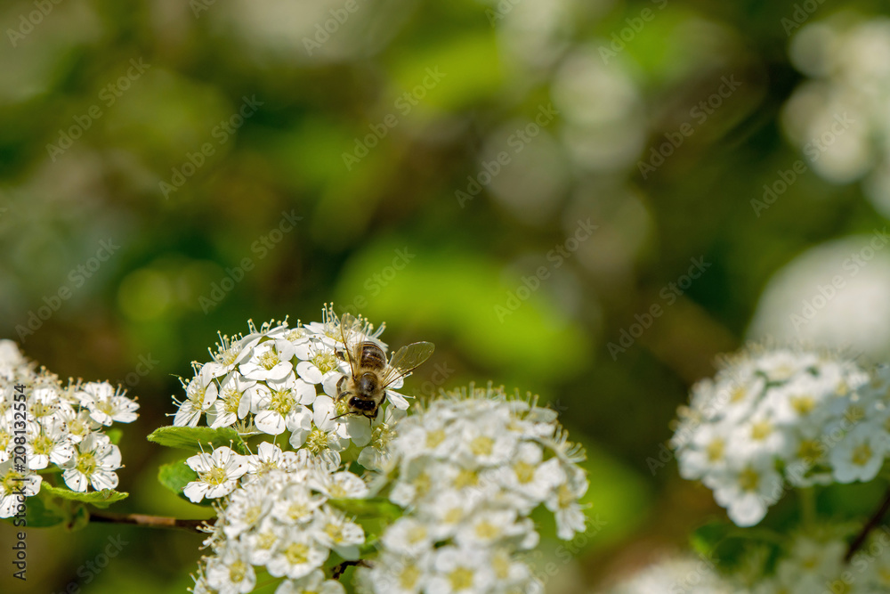 the bee pollinates a lot of white flowers the bee pollinates a lot of white flowers
