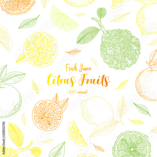 Organic citrus fruit banners. Healthy food. Engraving sketch vintage style. Vegetarian food for design menu, recipes, decoration kitchen items. Great for label, poster, packaging design.